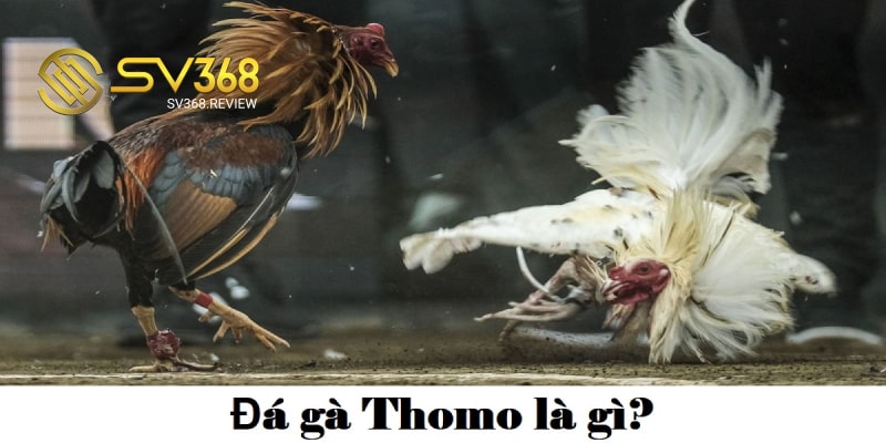 Giải đáp đá gà Thomo là gì?