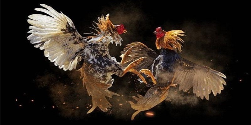 Đá gà cựa sắt là một trận đấu giữa hai con gà nòi